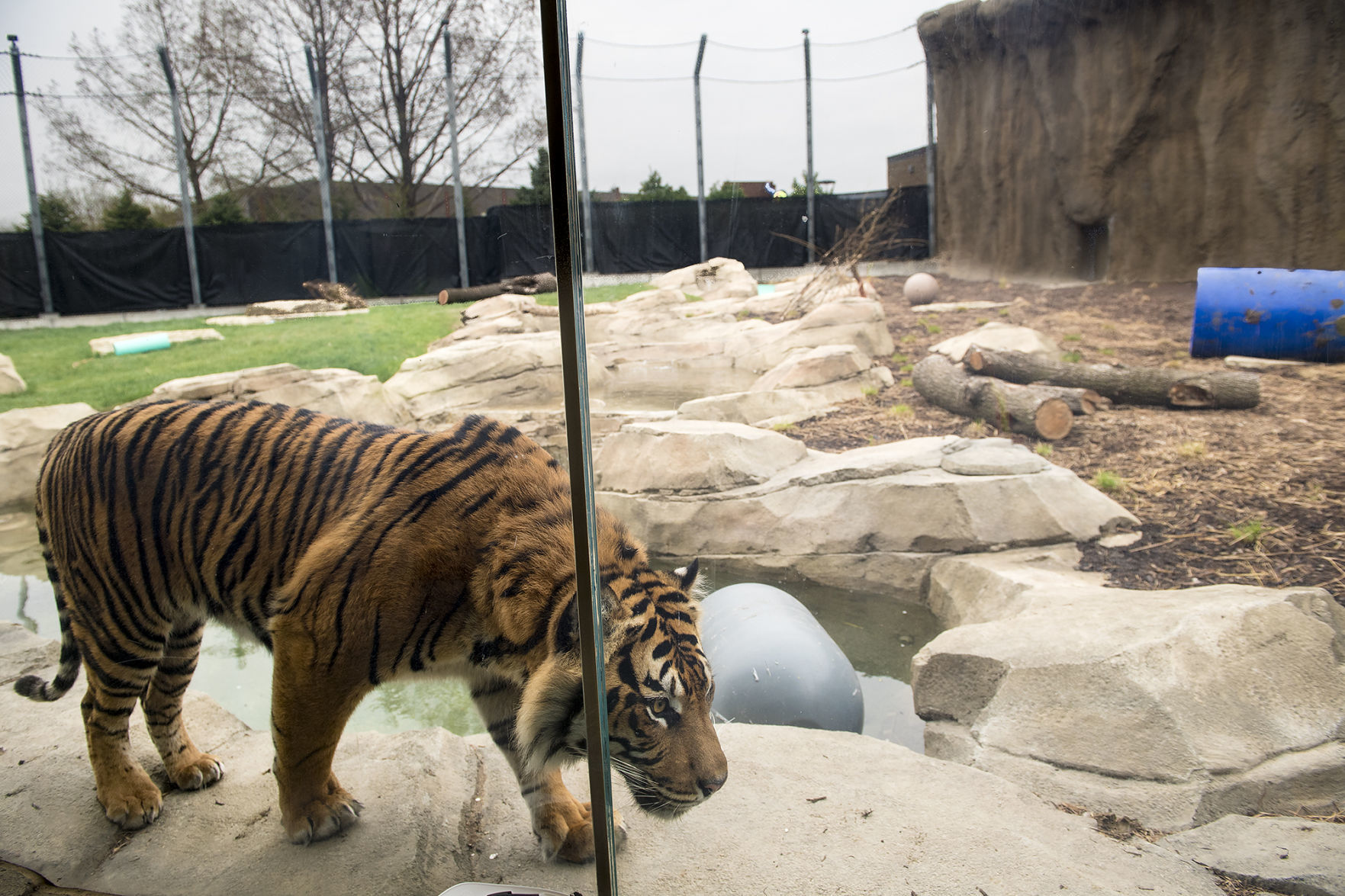 Lincoln Children's Zoo tigers
